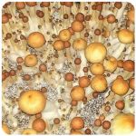 Псилоцибиновые (галлюциногенные)  грибы Psilocybin "Golden Teacher" в Мурманске
