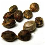 Семена марихуаны АК-47  (Seeds AK-47) в Мурманске